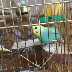 セキセイインコ　2羽