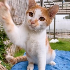 人懐こい男の子！ 人大好きでスリスリよってきます！
