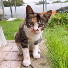 可愛い三毛猫！人大好き！