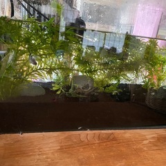 全面ガラス水槽

