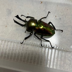 ニジイロクワガタ初令幼虫