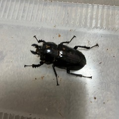 ニジイロクワガタ初令幼虫の画像