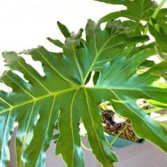 インテリアグリーン 幹上がりセローム