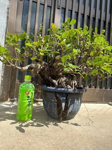 盆栽　ガジュマル