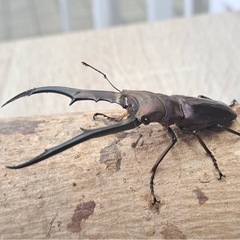 メタリフェルホソアシクワガタ パープル系ペア
