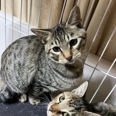 甘えん坊のおもちゃ大好きに大変身