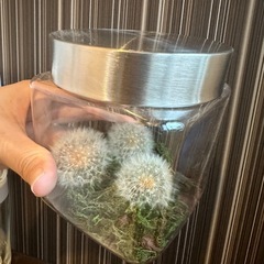 ❼たんぽぽのドライフラワー[在庫1]の画像