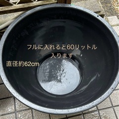 メダカ、金魚鉢