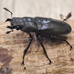 メタリフェルホソアシクワガタ パープル系ペア2の画像