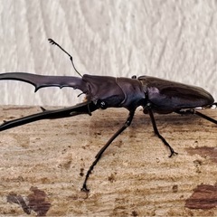 メタリフェルホソアシクワガタ パープル系ペア2