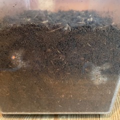 カブトムシの幼虫の画像