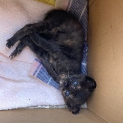 黒猫の子猫　生後3ヶ月程　里親募集中！ − 滋賀県