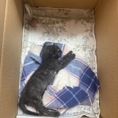 黒猫の子猫　生後3ヶ月程　里親募集中！ - 猫