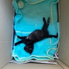 黒猫の子猫　生後3ヶ月程　里親募集中！ - 高島市