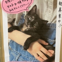 黒猫の子猫　生後3ヶ月程　里親募集中！