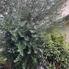 庭木の剪定　取引中