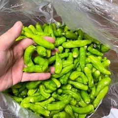［無農薬］ししとう