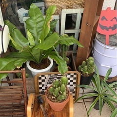 観葉植物