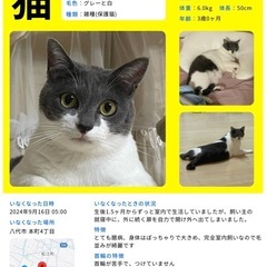 八代市で迷い猫を探しています