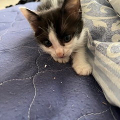 2ヶ月のハチワレ猫ちゃん貰ってください