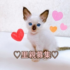 【里親募集🙇‍♀️】ラグドール　シールポイントの女の子♡
