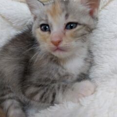 生後5週ほど　パステル三毛女の子里親さん募集します🐈