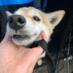 最後まで可愛がってくれる方 − 高知県
