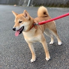 最後まで可愛がってくれる方 - 南国市