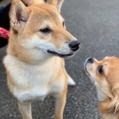 最後まで可愛がってくれる方 - 犬