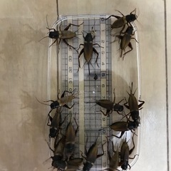 コオロギ　　大きめ