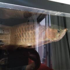 熱帯魚アロワナ