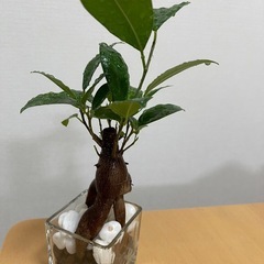 ガジュマル　ハイドロカルチャーの画像