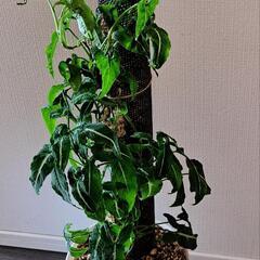 🌿シンゴニウム  ブラックベルベット(登り仕立て)🌿の画像