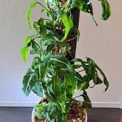 🌿シンゴニウム  ブラックベルベット(登り仕立て)🌿の画像