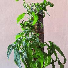 🌿シンゴニウム  ブラックベルベット(登り仕立て)🌿の画像