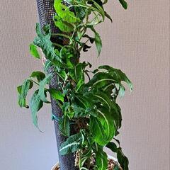 🌿シンゴニウム  ブラックベルベット(登り仕立て)🌿の画像