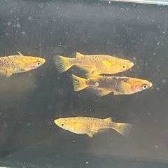 メダカ　五式type R-若魚✖︎6匹-¥1,000-