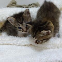 生後3週　キジ白女の子里親さん募集します🐈 - 横浜市