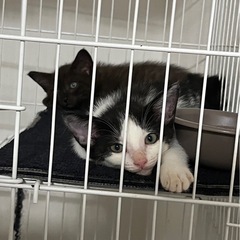 白黒こねこ