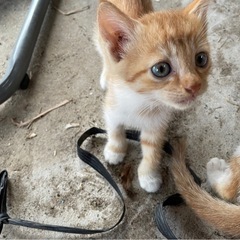 生後2ヶ月の子猫の里親募集します。