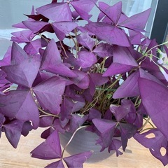 観葉植物