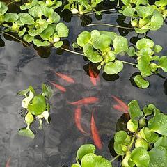 金魚