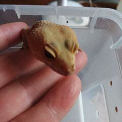 タンジェリン