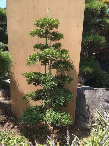 【植木・庭木】ボックスウッド　段作り　仕立物 9-1