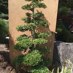 【植木・庭木】ボックスウッド　段作り　仕立物 9-1の画像