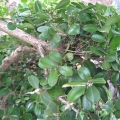 【植木・庭木】ボックスウッド　段作り　仕立物 9-1の画像