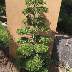 【植木・庭木】ボックスウッド　段作り　仕立物 9-1の画像