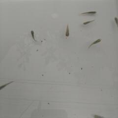 ❮お渡し者決定❯深海めだか  10匹の画像