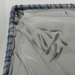 ❮お渡し者決定❯深海めだか  10匹の画像