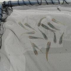 ❮お渡し者決定❯深海めだか  10匹の画像